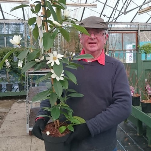 Magnolia Michelia Fairy White | ScotPlants Direct